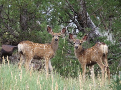 Fawns at Pines Motel in Newcastle Wy